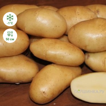Картофель Голубизна 2кг