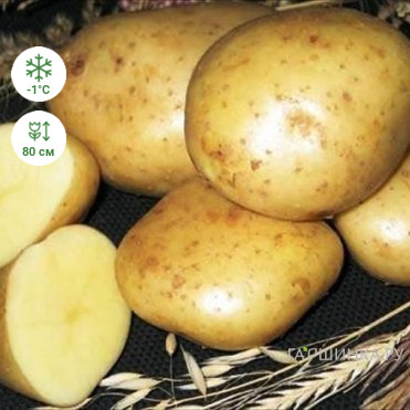 Картофель ЛОРХ 2кг