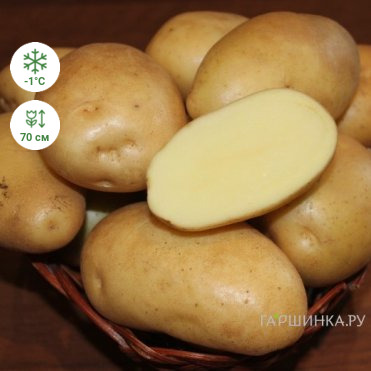 Картофель Никулинский 2кг