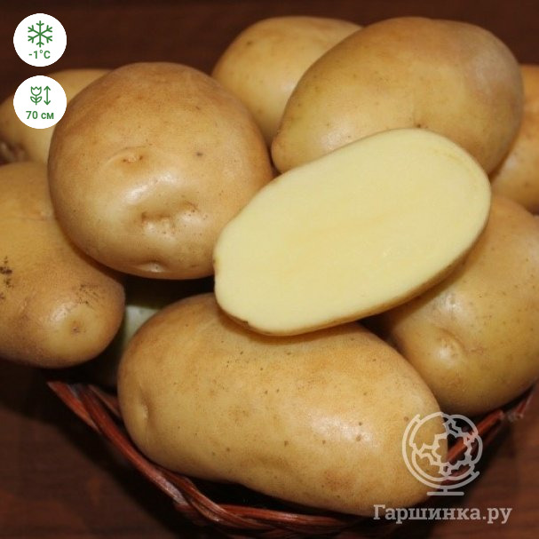 Картофель Никулинский 2кг