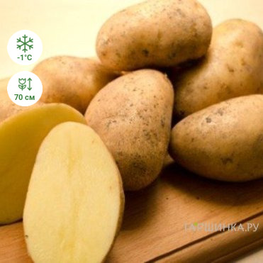 Картофель Колетте 2кг