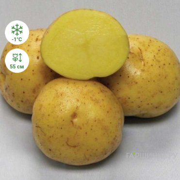 Картофель Коломбо 2кг