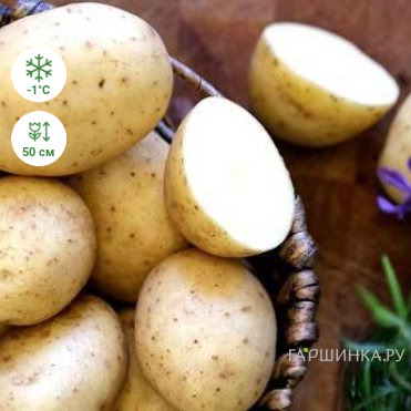 Картофель Елизавета 2кг
