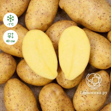 Картофель Зекура 2кг