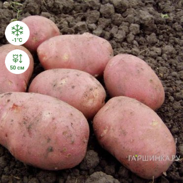 Картофель Пижон 2кг