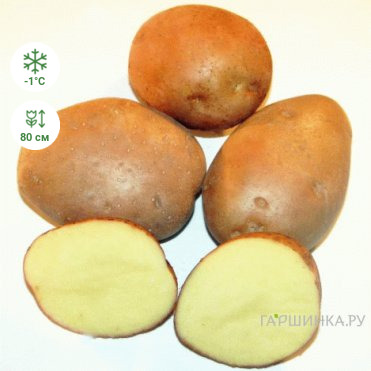 Картофель Реванш 2кг