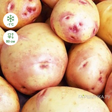 Картофель Синеглазка 2кг