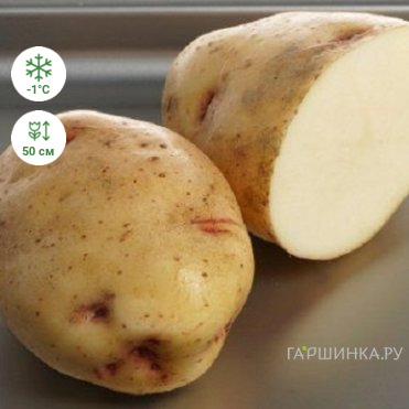 Картофель Скороспелка 2кг
