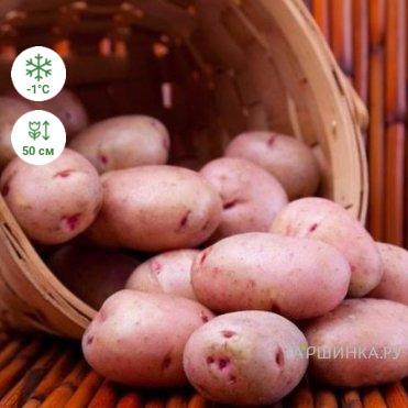 Картофель Хозяюшка 2кг
