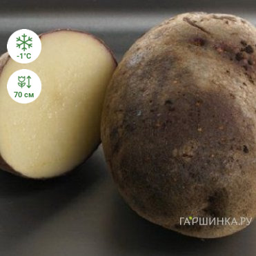 Картофель Чугунка 2кг