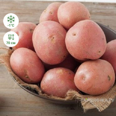 Картофель Юбиляр 2кг