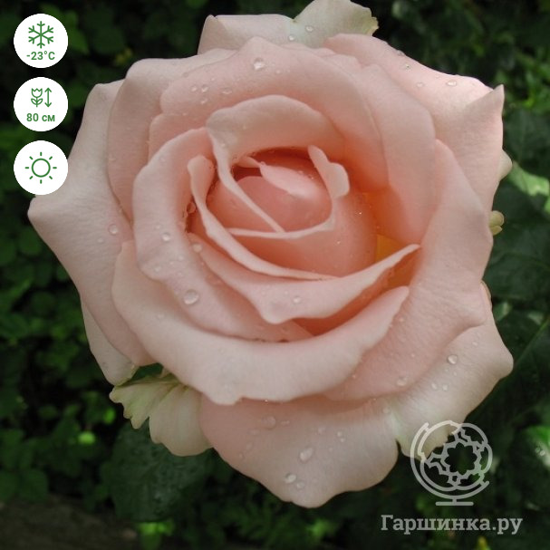 Роза Дезире чайно-гибридная, Imperial Rose