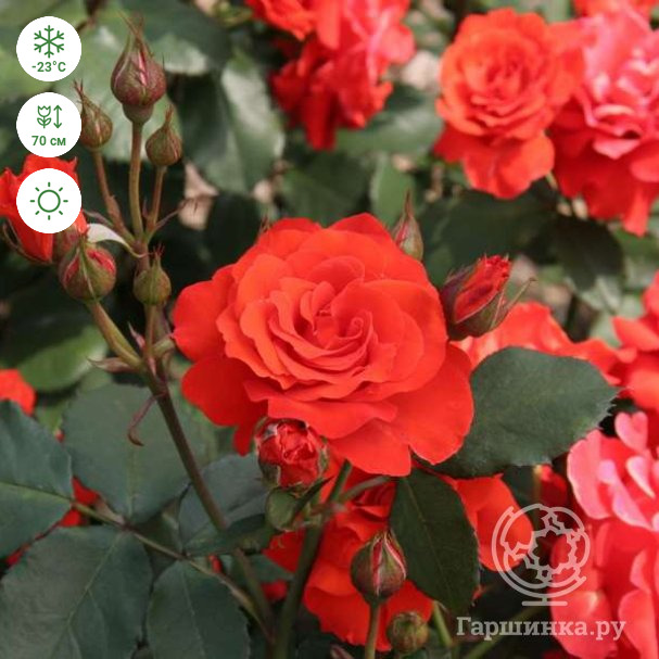 Роза Чин Чин флорибунда, Imperial Rose