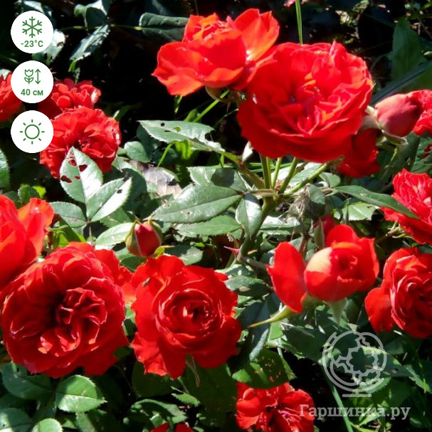 Роза Бриллиант Мейландина миниатюрная, Imperial Rose