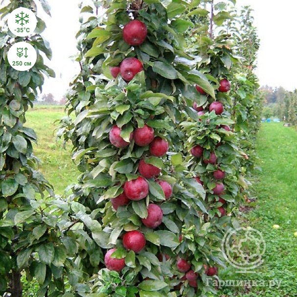 Описание сорта колоновидной яблони Московское ожерелье, отзывы садоводов