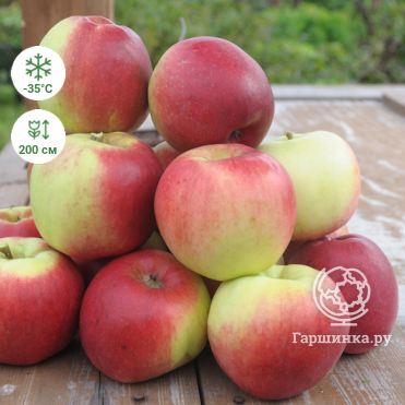 Яблоня Беркутовское - описание сорта, отзывы и фото яблок