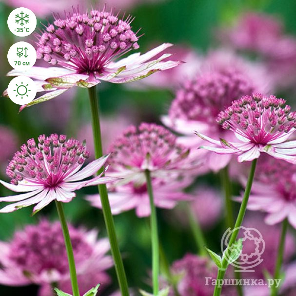 Astrantia discount