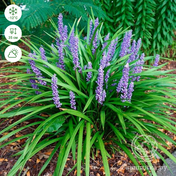 Liriope muscari discount