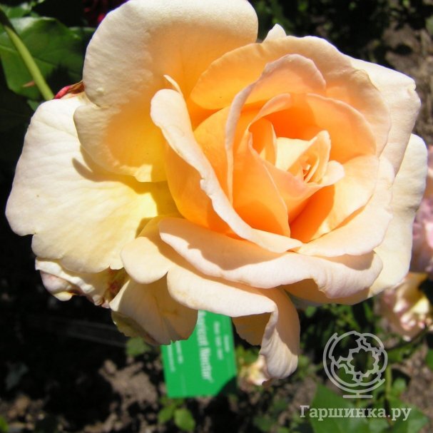 Көңіл күйдегі порно