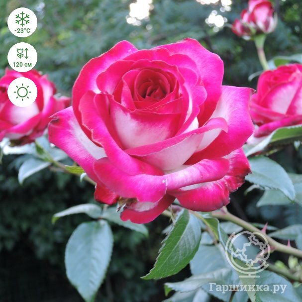 Роза Файр Леди чайно-гибридная, Imperial Rose