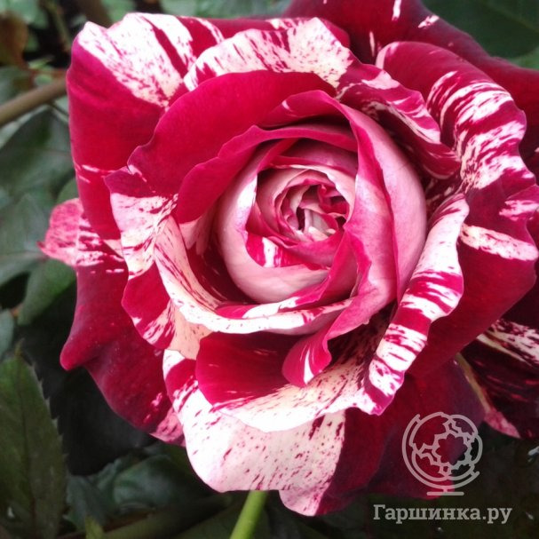 Роза Хулио Иглесиас чайно-гибридная, Imperial Rose купить в Москве по ...