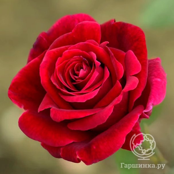 Роза Мистер Линкольн чайно-гибридная, Imperial Rose купить в Москве по ...