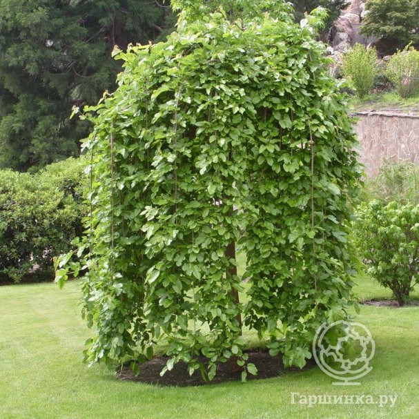 Шелковица белая Пендула на штамбе 120 см купить в Москве по низкой цене ...