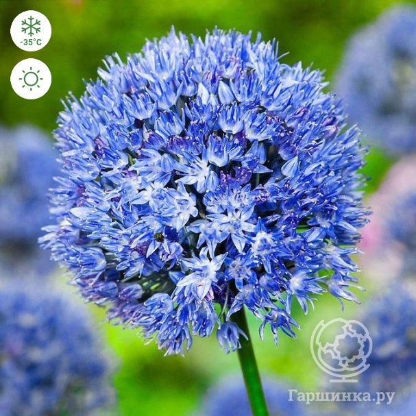 Аллиум Azureum (15 шт.) - Florasad