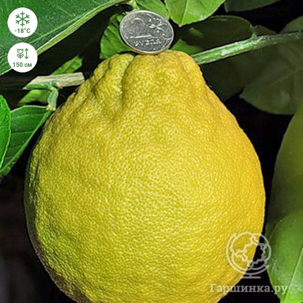 Саженцы лимона почтой от НПО Сады России. Заказать в Интернет-магазине.