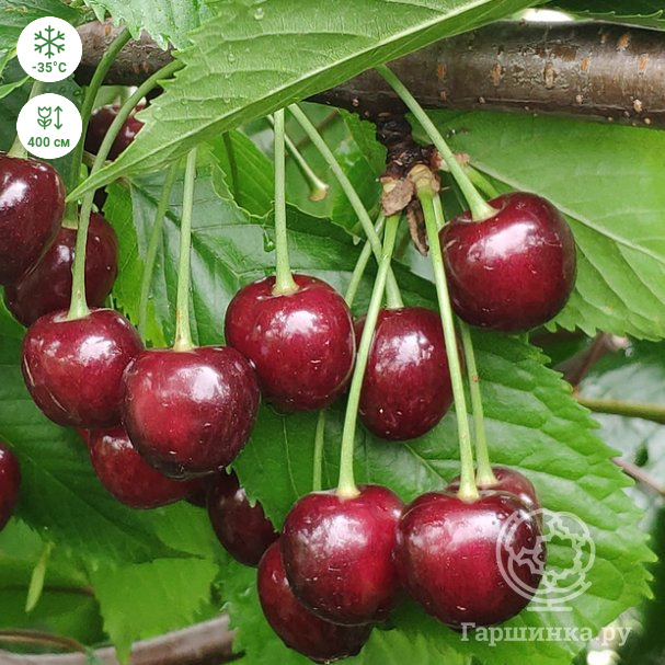 Черешня Речица