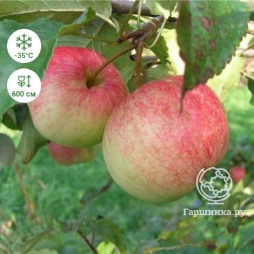 Популярные виды сладких сортов яблок
