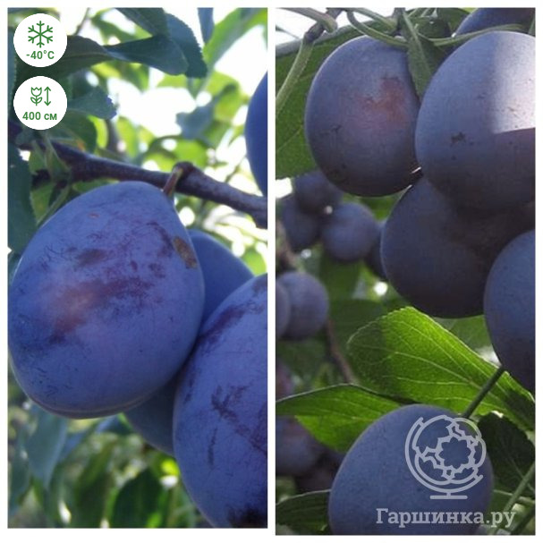 Слива 2 в 1: Венгерка Корнеевская/Заречная ранняя