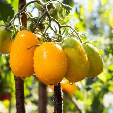 Семена Томат Олеся 20шт купить в Москве по низкой цене - интернет ...