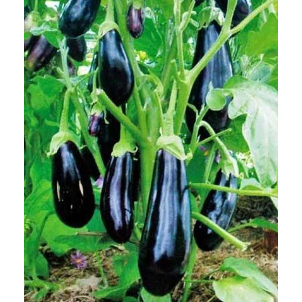 Семена Баклажан Алмаз купить в Москве по низкой цене - интернет-магазин ...