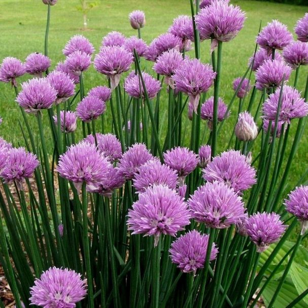 Семена Лук Шнитт Чемал лук на зелень купить в Москве по низкой цене ...