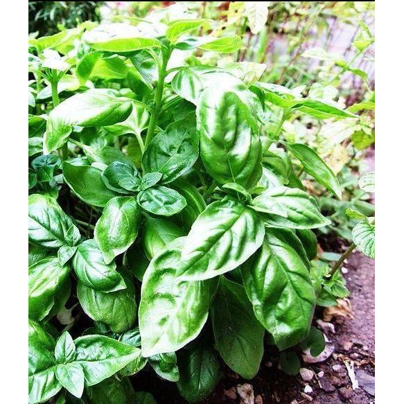 Семена Базилик Бутербродный лист купить в Москве по низкой цене ...