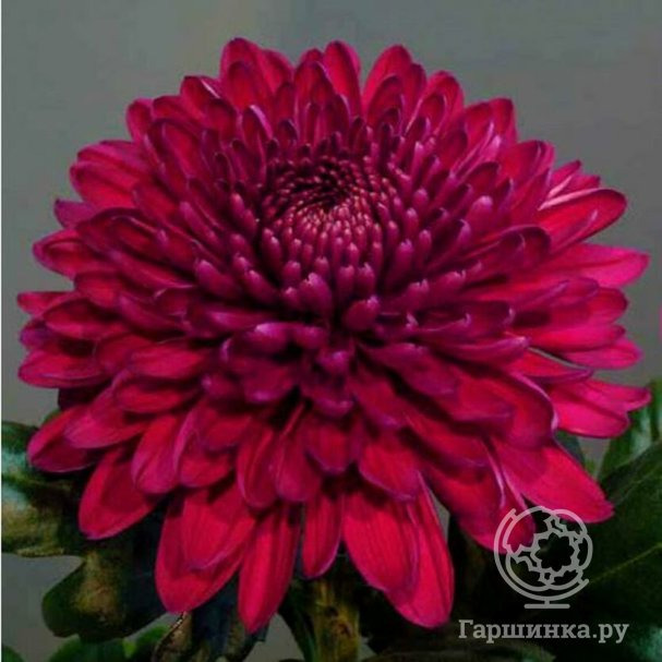 Хризантема Ягуар Пурпл купить в Москве по низкой цене - интернет ...