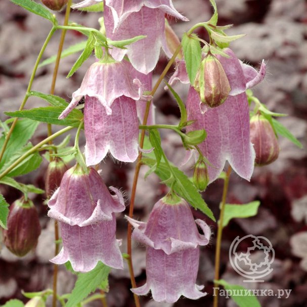 Колокольчик точечный Панталунс купить в Москве по низкой цене ...