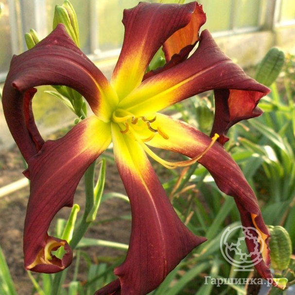 Лилейник Брер Реббитс Бэби купить в Москве по низкой цене - интернет ...