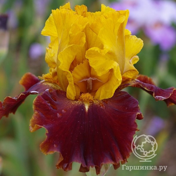 Ирис бородатый Болд Инкаунтер купить в Москве по низкой цене - интернет ...