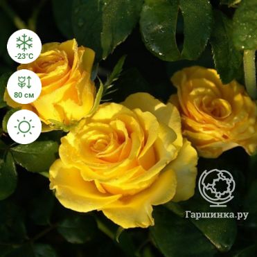 Роза Голден Лиф: особенности и характеристика сорта