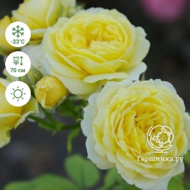 Роза Голдстар: особенности сорта, посадка, выращивание и уход, отзывы