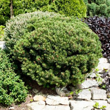 Карликовая сосна купить онлайн в Москве по низкой цене - интернет ...