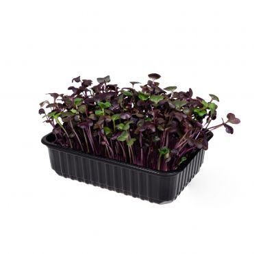 Микрозелень Семена Редиса Санго (Фиолетовый) для проращивания (5 г)