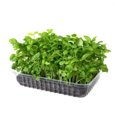 Микрозелень Семена Базилика зеленого для проращивания (5 г)