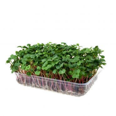 Микрозелень Семена Редьки Чайна Роуз для проращивания (5 г)