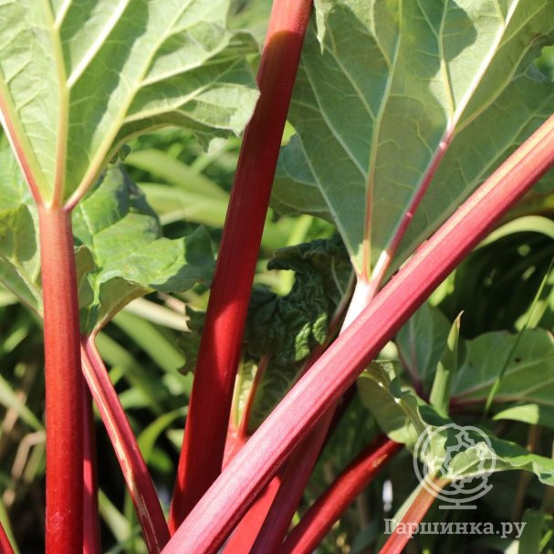 Ревень волнистый Фрамбозен Руд купить в Москве по низкой цене ...