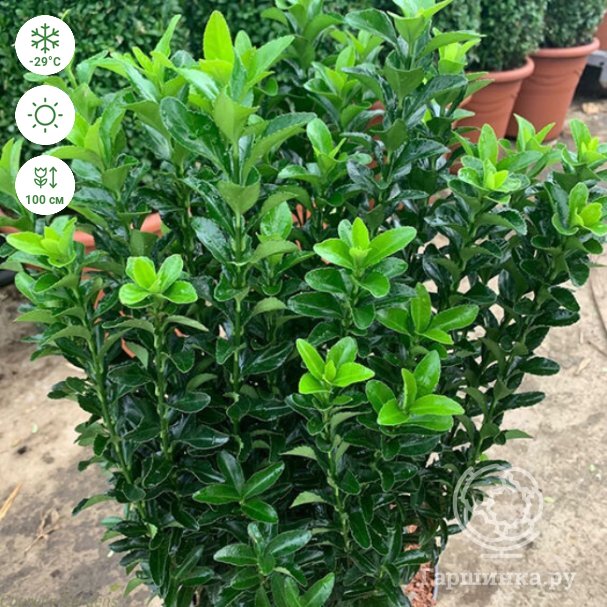 Бересклет японский Гималаи (Euonymus japonicus Himalaya) Р12