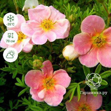 Розовая лапчатка: 29 фото «Пинк бьюти», «Пинк парадайз» и «Пинк квин», выращивание розовой кустарниковой лапчатки