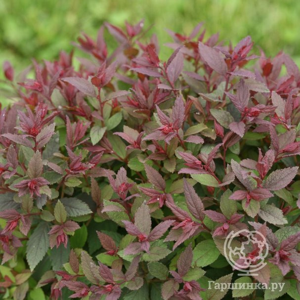 Спирея японская Мерло Грин купить в Москве по низкой цене - интернет ...